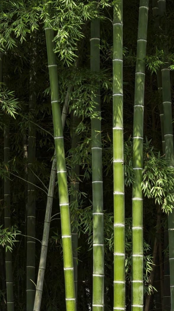 A dense stand of bamboo.